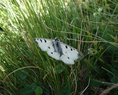 Parnassius nordmanni