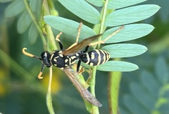 Polistes dominula