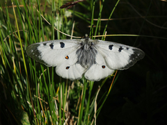 Parnassius nordmanni