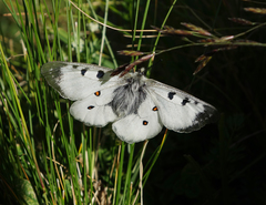 Parnassius nordmanni