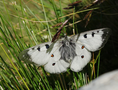 Parnassius nordmanni