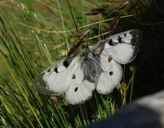 Parnassius nordmanni