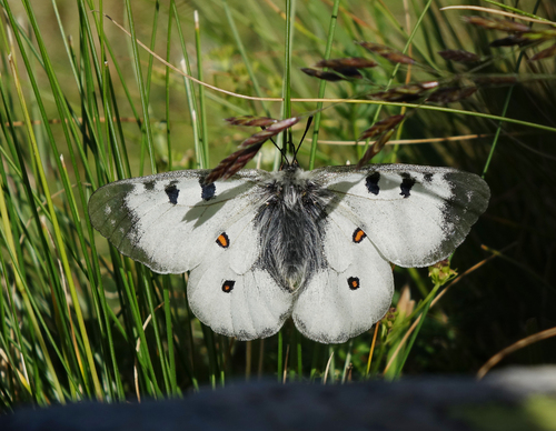 Parnassius nordmanni