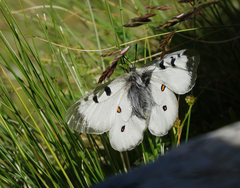Parnassius nordmanni