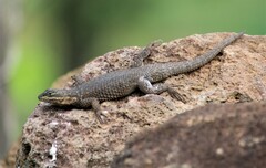Sceloporus dugesii