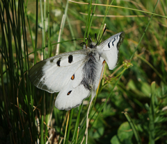 Parnassius nordmanni
