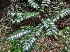 Cnestis polyphylla