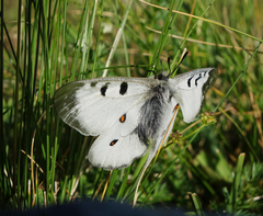 Parnassius nordmanni