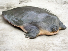 Asian Giant Softshell Turtle photo 2