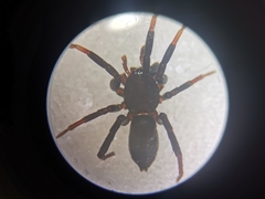 Cladothela oculinotata