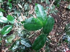 Salacia gerrardii