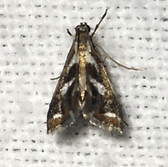 Chrysendeton imitabilis
