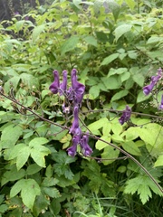 Aconitum septentrionale
