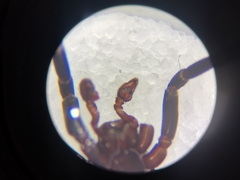 Cladothela oculinotata