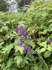 Aconitum septentrionale