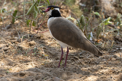 Vanellus tectus