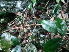 Salacia gerrardii
