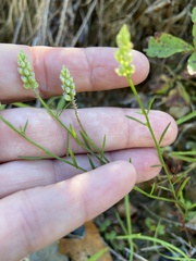 Polygala verticillata