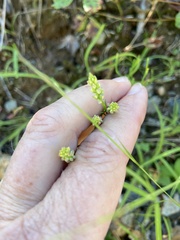 Polygala verticillata