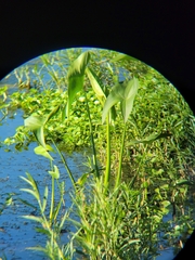 Sagittaria montevidensis