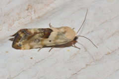 Ponometia libedis