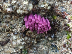 Stramonita brasiliensis