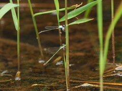 Agriocnemis femina oryzae