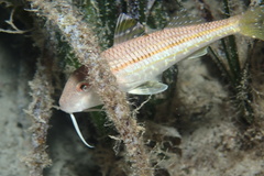 Mullus surmuletus