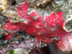 Symplegma rubra