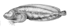 Agassiz's Snailfish photo 3