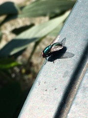 Calliphoridae
