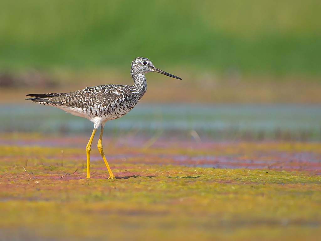 Archibebe Patigualdo Grande, Tringa melanoleuca