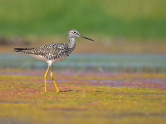 Greater Yellowlegs photo 3