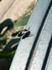 Calliphoridae