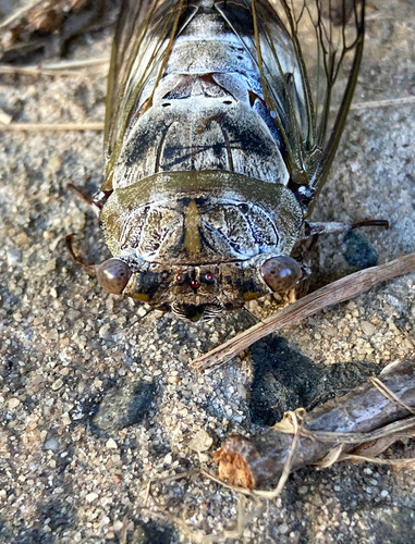 Northern Dusk-singing Cicada photo 6