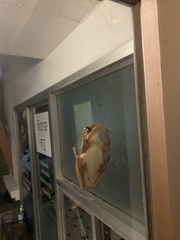 Polypedates megacephalus