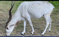 Oryx