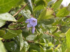 Billardiera heterophylla