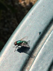 Calliphoridae