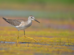 Lesser Yellowlegs photo 1