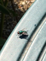 Calliphoridae