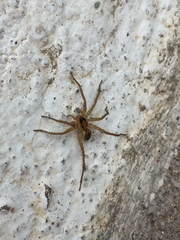 Lycosidae