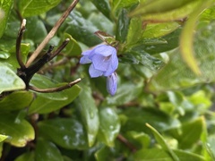 Billardiera heterophylla