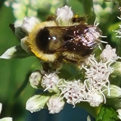 Bombus