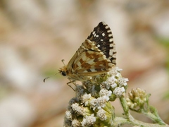 Pyrgus onopordi