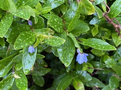 Billardiera heterophylla