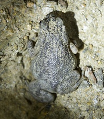 Rhinella beebei