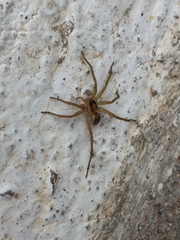 Lycosidae