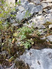 Paraquilegia microphylla