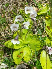 Pinguicula corsica
